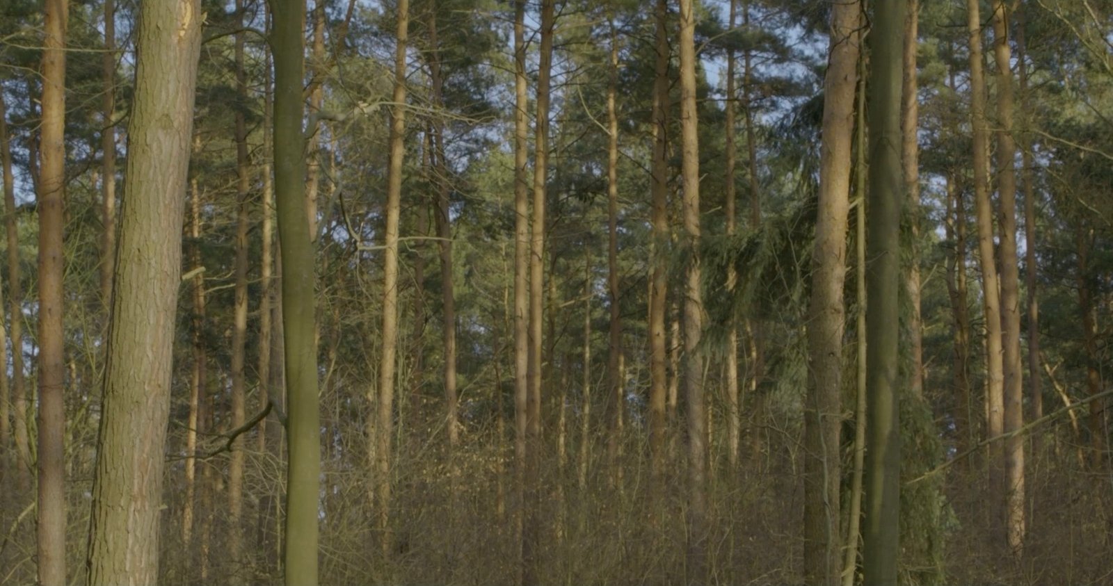 Standbild aus dem Kurzfilm Dinos im Wald